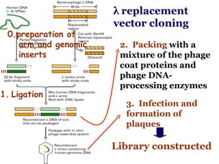 λ  replacement vector cloning 2.  Packing   with a mixture of the phage coat proteins and phage DNA-processing enzymes  3.   Infection and formation of plaques Library constructed ,[object Object],0.preparation of arm and genomic inserts 