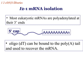 I 2-1 mRNA isolation I  2 cDNA libraries ,[object Object],[object Object],AAAAAAAAAAn 5’ cap 
