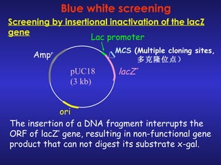 Blue white screening Amp r ori pUC18 (3 kb) MCS   (Multiple cloning sites, 多克隆位点） Lac promoter lacZ’ Screening by insertional inactivation of the lacZ gene The insertion of a DNA fragment interrupts the ORF of lacZ’ gene, resulting in non-functional gene product that can not digest its substrate x-gal.  