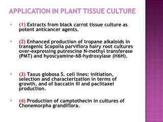 choi plant Pak Choi