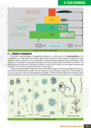 4. FISH FARMING

                          Tertiary consumers
                                                                 1 g
                           Super-carnivores


                 Secundary consumers
                                                                 10 g
                      Carnivores


         Primary consumers
                                                             100 g
             Herbivores

   Primary producers
                                                            1000 g
  Plants, phytoplankton




                                       Minerals                                     Organic
                                       Nutrients            Decomposers             debris

                                      Figure 101. Trophic pyramids.

I.1. PRIMARY PRODUCERS
    The most important group of vegetable organisms in a fish pond is the phytoplankton. It is
composed by a wide variety of aquatic algae which are free in water (without substrate). These
algae are made up either of a cell (unicellular) or several cells (pluricellular) (Figure 102 below). Their
presence in very great number gives blue green to maroon green color to the water of the pond. The
phytoplankton has two very important functions in a fish pond. Firstly, it is an oxygen producer and
secondly, it is the first link of the food chain in a fish pond.
    Algae are photosynthetic organisms that convert light energy into chemical energy, while consu-
ming carbon dioxide (CO2) at night, like any organism and producing oxygen (O2). This process oc-
curs only during the day with the presence of sunlight. The life of these organisms is relatively short
and phytoplankton biomass vary with the characteristics of the environment such as temperature,




                                                                           10 µm
                                                                               Filamentous algae




                                                                                      1 mm
                              10 µm     10 µm
          Unicellular algae                     Colonial algae                      Multicellular algae

                                      Figure 102. Differents algae.



                                                                         Subsistence fishfarming in Africa    115
 