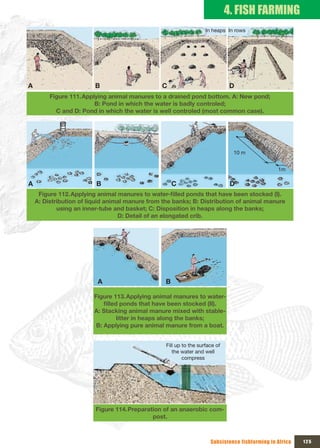 4. FISH FARMING
                                                                    In heaps In rows




A                        B                      C                               D
         Figure 111. Applying animal manures to a drained pond bottom. A: New pond;
                         B: Pond in which the water is badly controled;
           C and D: Pond in which the water is well controled (most common case).




                                                                                10 m


                                                                                                 1m

A                        B                            C                         D
     Figure 112. Applying	animal	manures	to	water-filled	ponds	that	have	been	stocked	(I).	
    A: Distribution of liquid animal manure from the banks; B: Distribution of animal manure
            using an inner-tube and basket; C: Disposition in heaps along the banks;
                                  D: Detail of an elongated crib.




                          A                       B

                        Figure 113. Applying animal manures to water-
                            filled	ponds	that	have	been	stocked	(II).	
                        A: Stacking animal manure mixed with stable-
                                  litter in heaps along the banks;
                         B: Applying pure animal manure from a boat.


                                                  Fill up to the surface of 
                                                     the water and well 
                                                          compress




                         Figure 114. Preparation of an anaerobic com-
                                             post.



                                                                      Subsistence fishfarming in Africa   125
 