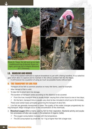 Photo S. Traps. On left and up on right,
        traditionnal trap (Liberia); Down on
       right, grid trap full of tilapia (Ehiopia)
                    [© Y. Fermon].


      I.6. HANDLINE AND HOOKS
         One of the easiest methods to capture broodstock is just with a fishing handline. It is a selective
      gear which allow to capture and to maintain in life without problem fish like the tilapia.
         It will however be a question of using as much as possible hooks without barb.

      II. THE TRANSPORT OF LIVE FISH
          Transport of live fish is common practice on many fish farms, used for example:
      Ö After harvest of fish in wild;
      Ö To take fish to short-term live storage.
          The duration of transport varies according to the distance to be covered:
          9 From the river, transport time is usually longer, varying from a few hours to one or two days;
          9 On the farm, transport time is usually very short (a few minutes) to short (up to 30 minutes).
          There exist certain basic principles governing the transport of alive fish:
      Ö Live fish are generally transported in water. The quality of this water changes progressively du-
      ring transport. Major changes occur in the concentration of the chemicals.
      ¾ Dissolved oxygen (DO) is mainly used by fish for their respiration. Bacterial activity and oxyda-
        tion processes will also use oxygen in the presence of organic matter.
          9 The oxygen consumption increase with the temperature.
          9 The DO consumption by small fish for 1 kg is higher than fish a larger size.



136   Subsistence fishfarming in Africa
 