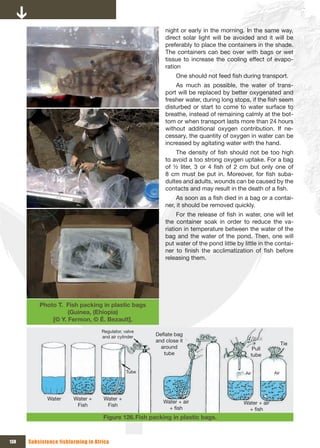 night or early in the morning. In the same way,
                                                            direct solar light will be avoided and it will be
                                                            preferably to place the containers in the shade.
                                                            The containers can bec over with bags or wet
                                                            tissue to increase the cooling effect of evapo-
                                                            ration
                                                                 One should not feed fish during transport.
                                                                As much as possible, the water of trans-
                                                            port will be replaced by better oxygenated and
                                                            fresher water, during long stops, if the fish seem
                                                            disturbed or start to come to water surface to
                                                            breathe, instead of remaining calmly at the bot-
                                                            tom or when transport lasts more than 24 hours
                                                            without additional oxygen contribution. If ne-
                                                            cessary, the quantity of oxygen in water can be
                                                            increased by agitating water with the hand.
                                                                The density of fish should not be too high
                                                            to avoid a too strong oxygen uptake. For a bag
                                                            of ½ liter, 3 or 4 fish of 2 cm but only one of
                                                            8 cm must be put in. Moreover, for fish suba-
                                                            dultes and adults, wounds can be caused by the
                                                            contacts and may result in the death of a fish.
                                                                 As soon as a fish died in a bag or a contai-
                                                            ner, it should be removed quickly.
                                                                 For the release of fish in water, one will let
                                                            the container soak in order to reduce the va-
                                                            riation in temperature between the water of the
                                                            bag and the water of the pond. Then, one will
                                                            put water of the pond little by little in the contai-
                                                            ner to finish the acclimatization of fish before
                                                            releasing them.




          Photo T. Fish packing in plastic bags
                    (Guinea, (Ehiopia)
              [© Y. Fermon, © É. Bezault].
                                    Regulator, valve 
                                    and air cylinder    Deflate bag 
                                                        and close it 
                                                                                                                 Tie
                                                          around                                Pull 
                                                           tube                                tube


                                                Tube                                         Air           Air




             Water      Water +     Water + 
                                                           Water + air                      Water + air 
                         Fish        Fish
                                                             + fish                           + fish
                                    Figure 126. Fish packing in plastic bags.



138   Subsistence fishfarming in Africa
 