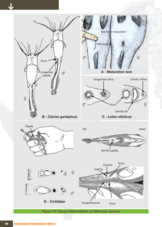 Arrived at maturation



                                                                    Milt drop




                           Anus



                           Urogenital                                     A - Maturation test
                            papilla
                                                                 Urogenital orifice                  Urinary orifice




                                                                                 Anus

                                                                                      Genital slit

                            B - Clarias gariepinus                        C - Lates niloticus

              Papilla
                                                         Tail                                               Head




                                                                          Genital papilla



                                                                                        Anus
                                                                            Oviduct
                                                                  Urethra




                             D - Cichlidae              Urogenital pore          Anus

                            Figure 127. Sexual differentiation of differents species.



140   Subsistence fishfarming in Africa
 