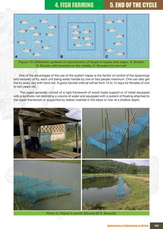 4. FISH FARMING                           5. END OF THE CYCLE




 A                                 B                                 C
     Figure 131. Differents systems of reproduction of tilapia in hapas and cages. A: Simple;
                  B: Double with breeders in the middle; C: Breeders in one half.


    One of the advantages of the use of the system hapas is the facility of control of the spawnings
and recovery of fry, each unit being easily handle by one or two people maximum. One can also get
the fry every day with hand net. A good harvest interval will be from 10 to 14 days for females of one
to two years old.
     The cages generally consist of a rigid framework of wood made support or of metal equipped
with a synthetic net delimiting a volume of water and equipped with a system of floating attached to
the upper framework or supported by stakes inserted in the lakes or river at a shallow depth.




                        Photo U. Hapas in ponds (Ghana) [© É. Bezault].



                                                                      Subsistence fishfarming in Africa   143
 