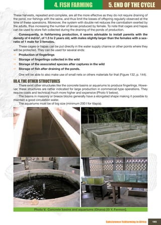 4. FISH FARMING                           5. END OF THE CYCLE
These harvests, repeated and complete, are all the more effective as they do not require draining of
the pond, nor fishings with the seine, and thus limit the losses of offspring regularly observed at the
time of these operations. Moreover, the system with double net reduces the cannibalism exerted by
the adults, thus increasing the number of larvae produced by female. To note that cages and hapas
can be used to store fish collected during the draining of the ponds of production.
    Consequently,	 in	 fishfarming	 production,	 it	 seems	 advisable	 to	 install	 parents	 with	 the	
density of 4 ind/m2, of 1.5 to 2 years old, with males slightly larger than the females with a sex-
ratio of 1 male for 3 females.
     These cages or hapas can be put directly in the water supply channe or other points where they
will be protected. They can be used for several ends:
Ö Production	of	fingerlings
Ö Storage	of	fingerlings	collected	in	the	wild
Ö Storage of the associated species after captures in the wild
Ö Storage	of	fish	after	draining	of	the	ponds.
    One will be able to also make use of small nets or others materials for that (Figure 132, p. 144).

III.4. THE OTHER STRUCTURES
     There exist other structures like the concrete basins or aquariums to produce fingerlings. Howe-
ver, these structures are rather indicated for large production in commercial-type operations. They
require costs and technical much more higher and expensive (Photo V below).
     The basins in masonry or breeze blocks generally have a elongated shape making it possible to
maintain a good circulation water.
     The aquariums must be of big size (minimum 200 l for tilapia).




               Photo V. Concrete basins and aquariums (Ghana) [© Y. Fermon].



                                                                       Subsistence fishfarming in Africa   145
 