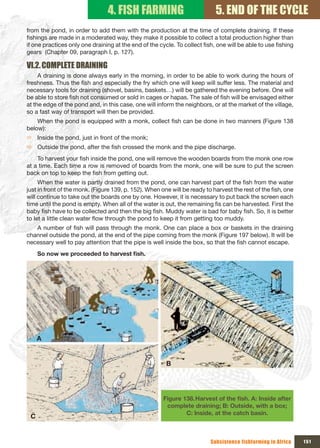 4. FISH FARMING                             5. END OF THE CYCLE
from the pond, in order to add them with the production at the time of complete draining. If these
fishings are made in a moderated way, they make it possible to collect a total production higher than
if one practices only one draining at the end of the cycle. To collect fish, one will be able to use fishing
gears (Chapter 09, paragraph I, p. 127).

VI.2. COMPLETE DRAINING
     A draining is done always early in the morning, in order to be able to work during the hours of
freshness. Thus the fish and especially the fry which one will keep will suffer less. The material and
necessary tools for draining (shovel, basins, baskets…) will be gathered the evening before. One will
be able to store fish not consumed or sold in cages or hapas. The sale of fish will be envisaged either
at the edge of the pond and, in this case, one will inform the neighbors, or at the market of the village,
so a fast way of transport will then be provided.
    When the pond is equipped with a monk, collect fish can be done in two manners (Figure 138
below):
Ö Inside the pond, just in front of the monk;
Ö Outside the pond, after the fish crossed the monk and the pipe discharge.
    To harvest your fish inside the pond, one will remove the wooden boards from the monk one row
at a time. Each time a row is removed of boards from the monk, one will be sure to put the screen
back on top to keep the fish from getting out.
     When the water is partly drained from the pond, one can harvest part of the fish from the water
just in front of the monk. (Figure 139, p. 152). When one will be ready to harvest the rest of the fish, one
will continue to take out the boards one by one. However, it is necessary to put back the screen each
time until the pond is empty. When all of the water is out, the remaining fis can be harvested. First the
baby fish have to be collected and then the big fish. Muddy water is bad for baby fish. So, it is better
to let a little clean water flow through the pond to keep it from getting too muddy.
   A number of fish will pass through the monk. One can place a box or baskets in the draining
channel outside the pond, at the end of the pipe coming from the monk (Figure 197 below). It will be
necessary well to pay attention that the pipe is well inside the box, so that the fish cannot escape.
     So	now	we	proceeded	to	harvest	fish.




     A


                                                        B




                                                       Figure 138. Harvest	of	the	fish.	A:	Inside	after	
                                                        complete draining; B: Outside, with a box;
                                                               C: Inside, at the catch basin.
 C


                                                                          Subsistence fishfarming in Africa    151
 