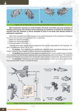A                                                      B
                   Figure 141. A:	Fish	piping	on	surface;	B:	Dead	fish	floating	on	surface.

         Most	treatments	required	not	easily	findable	chemicals	and	which	can	pose	problems	of	
      handling and toxicity. One will thus avoid employing any treatment. It will then be advisable to
      sacrifice	sick	fish.	However,	it	will	be	advisable	to	know	if	one	deals	with	disease	related	to	
      pathogenic organisms.
           When that is possible and if that appears to be essential because of the importance of diseases
      in a zone, one can carry out an autopsy with, in particular:
        1. Search for external parasites;
        2. Search for internal parasites;
        3. Color and aspect of the liver.
          There are three major groups of living organisms that may be responsible for fish diseases: (Fi-
      gure 142 below and Figure 143, p. 157):
          9 The viruses. Their detection and identification requires highly specialized laboratory tech-
      niques. Control of viral diseases is difficult and requires specialized advice.
          9 The bacteria. Bacteria are minute single-cell organisms (I to 12 µm), usually living in colonies.
      Their detection and identification generally also require special laboratory techniques. The treatment
      of bacterial diseases such as tail or fin rot and skin ulcers requires experienced, specialized advice.
          9 The parasites. Parasites are very small to small organisms made up of one or several cells.
      They develop either inside or outside the body.




                                                                   Ichthyophthirius
                                                                      (Protozoa)
                                               Skin ulcers


                                                                                       Leeches
                                                                                      (on body)

                        Tail rot
                                                                                                    Lernaea
                                                                                                  (Copepods)
                                                                    Dactylogirus
                                                                      (on gill)




                            Gill rot               Bacteria            Saprolegnia
                                                 (1 à 12 µm)             (Fungi)
       A                                                           B
                 Figure 142. Diseases	of	fish.	A:	Bacterial	diseases;	B:	External	parasites.



156   Subsistence fishfarming in Africa
 