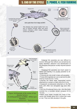 5. END OF THE CYCLE                           3. PONDS, 4. FISH FARMING
                                            Infected fish                            White 
                                                                                     spots




     Juveniles free-swimming                                                                    Maturing trophozoïte in skin and 
      in water (tomites: 30 to                                                                     gills (2 days at 25-28°C)
              40 µm)
                                      Life cycle from 3 to 5 days at 20°C


                                   This  disease  may  spread  rapidly  from  one 
                                   fish  to  another  through  water  and  pond                           Mature trophozoïte 
                                   bottom  infections  which  makes  disease                               free-swimming in 
                                                                                                         water (500 to 1000 µm)
                                   control very difficult 




       Juveniles 
      escape from                                                        Parasite encysts on pond 
        the cyst                                                         bottom and sbdivides into 
                                                                              many juveniles
 A


                                              Adult trematode: 
                                               In gut of water        • Internal fish parasites are very difficult to
                                                     bird
                                                                  control. Although their effects can sometimes be
                                                                  easily identified, detection and identification of
Metacercariae                                                     the parasites themselves usually requires special
 in fish eyes
                                                                  skills.,
                                                                      • External fish parasites are much easier to
                                                       Egg in     detect and identify. It is usually possible to eli-
                                                       water
                                                                  minate them.
                                                                  Š Protozoa are very small, single-cell parasites,
                                                                  Š Flukes (Monogenea) are very small worms atta-
                                                     Miracidium   ched by hooks (0.3 to 1 mm),
                                                                  Š Leeches are rather large, segmented worms
                                                                  attached by a sucker on each end (3 to 5 cm),
  Cercariae in                                                    Š Copepods (crustaceans) attached on the fish
     water
                                                                  body with often two elongated egg sacs atta-
                                                 Snail as 
 B                                                                ched,
                                            intermediate host
                                                                  Š Fish lice (Crustacea) have a flat, disc-like body
                                                                  covered by a rounded dorsal carapace (6 to
   Figure 143. Example	of	life	cycles	of	fish	                    10 mm),
                disease factors.                                  Š Water fungi (water moulds) are made of fila-
  A: Ichthyophthirius multifilis – White-spot                     ments that usually grow into a cotton-like mass
                   diseases;                                      or mat. They can also develop in the gills.
B: Diplostomum spathaceum - Diplostomosis.



                                                                                          Subsistence fishfarming in Africa         157
 