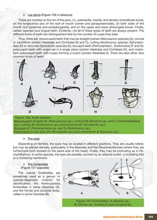 ¾ Les dents (Figure 156 ci-dessous)
     These are inserted on the rim of the jaws, i.e., premaxilla, maxilla, and dentary (mandibular bone),
on the longitudinal axis of the roof of mouth (vomer and parasphaenoid(s), on both sides of the
mouth roof (palatines and ectopterygoids), and on the upper and lower pharyngeal bones. Finally,
certain species have lingual teeth. Evidently, not all of these types of teeth are always present. The
different kinds of teeth are distinguished here by the number of cusps they bear.
    Thus, there are: monocuspid teeth that may be straight (certain Marcusenius species) (A), conical
or caniniform (certain Alestidae and Cichlidae) (B and C), cutting (Hydrocynus species, Sphyraeni-
dae) (D) or recurved (Synodontis species) (E); bicuspid teeth (Petrocephalus , Distichodus) (F and G);
polycuspid teeth with cusps set in a single plane (certain Alestidae and Cichlidae) (H), and molari-
form polycuspid teeth with cusps forming a crown (certain Alestidae) (I). There are also other, less
common kinds of teeth.




      A                    B                    C               F                        G




              D                        E                         H                             I
 Figure 156. Tooth shapes.
Monocuspid straight (A: Marcusenius sp.), conical (B: Brycinus sp. and C: Chromidotilapia
sp.), cutting (D: Hydrocynus sp.) and recurved (E: Synodontis sp.).
Bicuspid (F: Petrocephalus sp. and G: Distichodus sp.).
Polycuspid in one plan (H: Micralestes sp.) and molariform (I: Brycinus sp.).

          ¾ The eyes
    Depending on families, the eyes may be located in different positions. They are usually lateral,
but may be placed dorsally, particularly in the Batoidea and the Pleuronectiformes (where they are
furthermore both located on the same side of the head). Finally, they may be protruding as in Pe-
riophthalmus. In some species, the eyes are partially covered by an adipose eyelid, a nictitating fold
or a nictitating membrane.
                                                                                  1 2
         ¾ The fontanellae
       (Figure 157 opposite)
    The cranial fontanellae are
sometimes used as a genus- or
species-diagnostic criterion for
identification; the fronto-parietal
fontanellae in some Alestidae (A),
and the frontal and occipital fonta-
nellae in some Clariidae (B).                         A                                    B

                                                  Figure 157. Fontanellae. A: Alestes sp.;
                                                 B: Clarias sp.: frontal (1) and occipital (2).



                                                                        Subsistence fishfarming in Africa   209
 