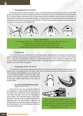 ¾ The barbels (Figure 158 below)
           there may be three types of barbels. A pair of nasal barbels just behind the posterior nostrils (Ba-
      gridae, Clariidae) (A); a pair of maxillary barbels provided with a basal membrane (some Mochokidae)
      (B), or without basal membrane (some Cyprinidae and Mochokidae); and one (some Cyprinidae) or
      two (Siluriformes) pairs of mandibular barbels. In certain groups, the maxillary (some Synodontis) and
      mandibular (all Synodontis) may be branched (C). Finally, the mandibular barbels may be sometimes
      enclosed in the lips as in Chiloglanis (D).

                                1



                               4

            2
                  A       3                 B                           C                          D

                                                Figure 158. Barbels.
                      A: The types: Nasal (1), maxillary (2), outer mandibular (3) and inner (4).
                                B: Membranous maxillary barbels (Synodontis sp.);
                                 C: Branched maxillary barbels (Synodontis sp.);
                           D: Mandibular barbels enclosed in the lips (Chiloglanis sp.).


                ¾ The gill cover
           A bony lid that covers the gill slits in the Osteichthyes. Depending on the group, the branchios-
      tegal membrane that covers the opercular bone may or not be fused to the isthmus of the throat.
      This is used as an identification criterion in certain Siluriformes. In most cases it is widely open, but
      in some others, the aperture may be rather small, or strongly reduced. In the Chondrichthyes, the gill
      slits are not covered by an opercle.

                ¾ The gill arch (Figure 159 below)
          It is formed by three bones bearing externally the gill filaments and internally, the gill rakers. The
      upper bone is the epibranchial, the lower ones are the ceratobranchial and the hypobranchial (E). In
      some species (Polypteridae), the juveniles have
      a pair of external gills (F) which are later reab-                                               3 4
      sorbed. This is also the case in the embryos of                                     1
                                                                                              2
      Protopterus, which have three or four pairs of
      external gills.
                                                                A
                                                                                    B
                ¾ Accessory aerial breathing organs
                  (Figure 160, p. 211)
          Some forms have the possibility, thanks to
      the possession of specialized organs, to survive
      for some time outside the water without suffe-
                                                                                                    C
      ring major damage. There are several types of
      such organs: the branched organ of the Clarii-
      dae (A), the lungs of the Protopteridae and Po-
      lypteridae (B), the labyrinthiform organ of the           Figure 159. Gill slits without opercule (A:
      Anabantidae (C), the pharyngeal diverticulum of        Sharks); gill arch formed by: ceratobranchial
      the Channidae (D), the swim bladder of Gymnar-        (1), gill rakers (2), hypobranchial and epibran-
      chus (E) and Heterotis.                               chial	(3),	gill	filaments	(4)	(B);	external	gill	of	a	
                                                                         young Polypterus sp. (C).



210   Subsistence fishfarming in Africa
 