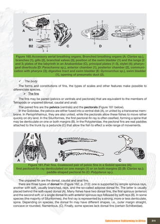 2    3                                   2
                                                                     1

                                               4
        A            3 1
                   2
                     3 1 2
                                                                                                           2
            B1                                                                                1
                                 1                               3
            B2                             C                             D                        E
                       3 4

 Figure 160. Accessory aerial breathing organs. Branched breathing organs (A: Clarias sp.),
 branches (1), gills (2), branchial valves (3); position of the swim bladder (1) and the lungs (2
 and 3; plates of the labyrinth in an Anabantidae (C), principal plates (1-3), stylet (4); pharyn-
geal diverticula (D: Parachanna sp.), anterior chamber (1), posterior chamber (2), communi-
cation with pharynx (3); digestive tract and swim bladder (E: Gymnarchus sp.), swim bladder
                               (1), opening of pneumatic duct (2).

    9    The body
    The forms and constitutions of fins, the types of scales and other features make possible to
diferenciate species.
        ¾ The fins
    The fins may be paired (pelvics or ventrals and pectorals) that are equivalent to the members of
Tetrapods or unpaired (dorsal, caudal and anal):
    The paired fins are the pelvics (ventrals) and the pectorals (Figure 161 below).
    In the Gobiidae, the pelvics are either fused into a ventral disk (A), or united by a transverse mem-
brane. In Periophthalmus, they are also united, while the pectorals allow these fishes to move rather
quickly on dry land. In the Siluriformes, the first pectoral-fin ray is often ossified, forming a spine that
may be denticulate on one or both margins (B). In the Polypteridae, the pectoral fins are real paddles
attached to the trunk by a peduncle (C) that allow the fish to effect a wide range of movements.




   A                                B                                                  C
           Figure 161. Pair	fins.	Coalesced	pair	of	pelvic	fins	in	a	Gobiid	species	(A);	
  first	pectoral-fin	ray	denticulated	on	one	margin	(1)	or	on	both	margins	(2)	(B:	Clarias sp.);
                          paddle-shaped	pectoral	fin	(C:	Polypterus sp.).

    The unpaired fin are the dorsal, caudal and anal fins.
    there are three types of dorsal fin (Figure 162, p. 212): one is supported by simple spinous rays,
another with soft, usually branched, rays, and the so-called adipose dorsal fin. The latter is usually
placed behind the soft-rayed dorsal (A). Many fishes have two dorsal fins, the first spinous (anterior)
and the second soft; or a single dorsal fin with anterior spinous rays followed by soft rays (B). In some
species (the majority of Siluriformes), the first ray is represented by a strong, more or less denticulate,
spine. Depending on species, the dorsal fin may have different shapes, i.e., outer margin straight,
concave or rounded, filamentous. (C). Finally, some species lack dorsal fins (certain Schilbeidae).



                                                                             Subsistence fishfarming in Africa   211
 