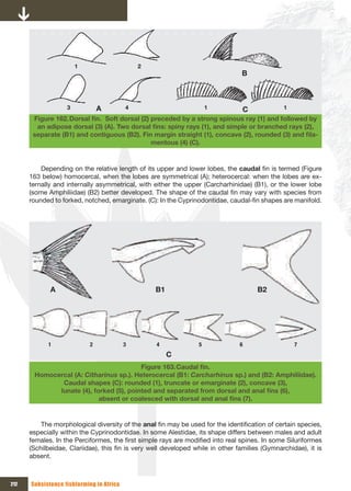 1                      2
                                                                                B



                   3           A          4                          1           C             1
       Figure 162. Dorsal	fin.		Soft	dorsal	(2)	preceded	by	a	strong	spinous	ray	(1)	and	followed	by	
        an	adipose	dorsal	(3)	(A).	Two	dorsal	fins:	spiny	rays	(1),	and	simple	or	branched	rays	(2),	
       separate	(B1)	and	contiguous	(B2).	Fin	margin	straight	(1),	concave	(2),	rounded	(3)	and	fila-
                                                mentous (4) (C).


          Depending on the relative length of its upper and lower lobes, the caudal fin is termed (Figure
      163 below) homocercal, when the lobes are symmetrical (A); heterocercal: when the lobes are ex-
      ternally and internally asymmetrical, with either the upper (Carcharhinidae) (B1), or the lower lobe
      (some Amphiliidae) (B2) better developed. The shape of the caudal fin may vary with species from
      rounded to forked, notched, emarginate. (C): In the Cyprinodontidae, caudal-fin shapes are manifold.




             A                                    B1                                  B2




            1              2              3       4              5              6                  7
                                                       C
                                         Figure 163. Caudal	fin.	
       Homocercal (A: Citharinus sp.). Heterocercal (B1: Carcharhinus sp.) and (B2: Amphiliidae).
              Caudal shapes (C): rounded (1), truncate or emarginate (2), concave (3),
             lunate	(4),	forked	(5),	pointed	and	separated	from	dorsal	and	anal	fins	(6),	
                           absent	or	coalesced	with	dorsal	and	anal	fins	(7).


          The morphological diversity of the anal fin may be used for the identification of certain species,
      especially within the Cyprinodontidae. In some Alestidae, its shape differs between males and adult
      females. In the Perciformes, the first simple rays are modified into real spines. In some Siluriformes
      (Schilbeidae, Clariidae), this fin is very well developed while in other families (Gymnarchidae), it is
      absent.



212   Subsistence fishfarming in Africa
 