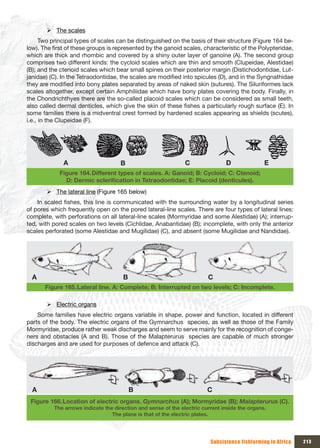¾ The scales
      Two principal types of scales can be distinguished on the basis of their structure (Figure 164 be-
low). The first of these groups is represented by the ganoid scales, characteristic of the Polypteridae,
which are thick and rhombic and covered by a shiny outer layer of ganoine (A). The second group
comprises two different kinds: the cycloid scales which are thin and smooth (Clupeidae, Alestidae)
(B); and the ctenoid scales which bear small spines on their posterior margin (Distichodontidae, Lut-
janidae) (C). In the Tetraodontidae, the scales are modified into spicules (D), and in the Syngnathidae
they are modified into bony plates separated by areas of naked skin (sutures). The Siluriformes lack
scales altogether, except certain Amphiliidae which have bony plates covering the body. Finally, in
the Chondrichthyes there are the so-called placoid scales which can be considered as small teeth,
also called dermal denticles, which give the skin of these fishes a particularly rough surface (E). In
some families there is a midventral crest formed by hardened scales appearing as shields (scutes),
i.e., in the Clupeidae (F).




              A                     B                          C               D               E
            Figure 164. Different types of scales. A: Ganoid; B: Cycloid; C: Ctenoid;
              D:	Dermic	sclerification	in	Tetraodontidae;	E:	Placoid	(denticules).
       ¾ The lateral line (Figure 165 below)
    In scaled fishes, this line is communicated with the surrounding water by a longitudinal series
of pores which frequently open on the pored lateral-line scales. There are four types of lateral lines:
complete, with perforations on all lateral-line scales (Mormyridae and some Alestidae) (A); interrup-
ted, with pored scales on two levels (Cichlidae, Anabantidae) (B); incomplete, with only the anterior
scales perforated (some Alestidae and Mugilidae) (C), and absent (some Mugilidae and Nandidae).




  A                                   B                                 C
       Figure 165. Lateral line. A: Complete; B: Interrupted on two levels; C: Incomplete.

       ¾ Electric organs
    Some families have electric organs variable in shape, power and function, located in different
parts of the body. The electric organs of the Gymnarchus species, as well as those of the Family
Mormyridae, produce rather weak discharges and seem to serve mainly for the recognition of conge-
ners and obstacles (A and B). Those of the Malapterurus species are capable of much stronger
discharges and are used for purposes of defence and attack (C).




  A                                       B                             C
 Figure 166. Location of electric organs. Gymnarchus (A); Mormyridae (B); Malapterurus (C).
          The arrows indicate the direction and sense of the electric current inside the organs.
                                 The plane is that of the electric plates.




                                                                         Subsistence fishfarming in Africa   213
 