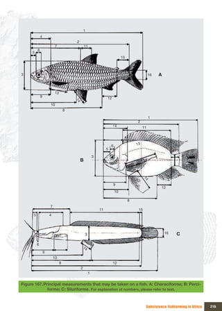 1
              4
                                       2
                           7                   11
          6
     5
                                                                              15



3                                                                                                16   A


                          13
              9                                                  12
                                       14




                      10
                                   8

                                                                                                 1
                                                                                       2
                                                                      74
                                                                                            11



                                                                     6                 13                 15
                                                                 5                                             16
                                                        3
                                           B
                                                                                             14




                                                                      9
                                                                                                       12
                                                                         10

                                                                                   8
                      7
                                                            11                          15
      5               4




                                                3                                                         16   C

          6
                                               14
                  9
                          10
                               8                                      12
                                           2
                                                    1


Figure 167. Principal	measurements	that	may	be	taken	on	a	fish.	A:	Characiforme;	B:	Perci-
              forme; C: Siluriforme. For explanation of numbers, please refer to text.



                                                                                              Subsistence fishfarming in Africa   215
 