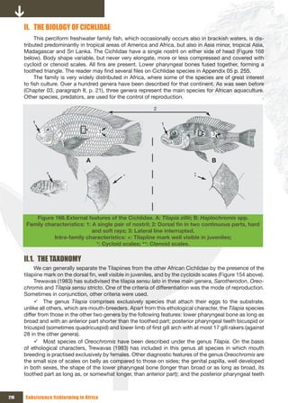 II. THE BIOLOGY OF CICHLIDAE
           This perciform freshwater family fish, which occasionally occurs also in brackish waters, is dis-
      tributed predominantly in tropical areas of America and Africa, but also in Asia minor, tropical Asia,
      Madagascar and Sri Lanka. The Cichlidae have a single nostril on either side of head (Figure 168
      below). Body shape variable, but never very elongate, more or less compressed and covered with
      cycloid or ctenoid scales. All fins are present. Lower pharyngeal bones fused together, forming a
      toothed triangle. The reader may find several files on Cichlidae species in Appendix 05 p. 255.
           The family is very widely distributed in Africa, where some of the species are of great interest
      to fish culture. Over a hundred genera have been described for that continent. As was seen before
      (Chapter 03, paragraph II, p. 21), three genera represent the main species for African aquaculture.
      Other species, predators, are used for the control of reproduction.

                                                               2

         1                                                         1
                                 *        3                                          *
                                                                                     *    3




                                 A                                                       B
               +                                                                 *
                                                  *                              *




          Figure 168. External features of the Cichlidae. A: Tilapia zillii; B: Haplochromis spp.
       Family	characteristics:	1:	A	single	pair	of	nostril;	2:	Dorsal	fin	in	two	continuous	parts,	hard	
                                  and soft rays; 3: Lateral line interrupted.
                 Intra-family	characteristics:	+:	Tilapiine	mark	well	visible	in	juveniles;	
                                    *: Cycloid scales; **: Ctenoid scales.

      II.1. THE TAxONOMY
           We can generally separate the Tilapiines from the other African Cichlidae by the presence of the
      tilapiine mark on the dorsal fin, well visible in juveniles, and by the cycloids scales (Figure 154 above).
           Trewavas (1983) has subdivised the tilapia sensu lato in three main genera, Sarotherodon, Oreo-
      chromis and Tilapia sensu stricto. One of the criteria of differentiation was the mode of reproduction.
      Sometimes in conjunction, other criteria were used.
           9 The genus Tilapia comprises exclusively species that attach their eggs to the substrate,
      unlike all others, which are mouth-breeders. Apart from this ethological character, the Tilapia species
      differ from those in the other two genera by the following features: lower pharyngeal bone as long as
      broad and with an anterior part shorter than the toothed part; posterior pharyngeal teeth bicuspid or
      tricuspid (sometimes quadricuspid) and lower limb of first gill arch with at most 17 gill rakers (against
      28 in the other genera).
           9 Most species of Oreochromis have been described under the genus Tilapia. On the basis
      of ethological characters, Trewavas (1983) has included in this genus all species in which mouth
      breeding is practised exclusively by females. Other diagnostic features of the genus Oreochromis are
      the small size of scales on belly as compared to those on sides; the genital papilla, well developed
      in both sexes, the shape of the lower pharyngeal bone (longer than broad or as long as broad, its
      toothed part as long as, or somewhat longer, than anterior part); and the posterior pharyngeal teeth



216   Subsistence fishfarming in Africa
 
