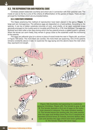 II.3. THE REPRODUCTION AND PARENTAL CARE
          Cichlidae present elaborate courtship and which are in connection with their parental care. The
      mode of care to the fry is one of the criteria of differentiation of the genera of tilapia. There are two
      principal for Cichlidae which are enumerated below.
          II.3.1. SUBSTRATE SPAWNING
           The tilapia practicing this method of reproduction have been placed in the genus Tilapia. A
      large part are monogamous. The adhesive eggs are deposited on a hard surface. According to the
      species, it can be a hidden substrate (crevices of rock, snail shells), or an open substrate (cups
      generally arranged on the muddy sand or movable soil) (Photo W, p. 219), then fertilized. The eggs are
      fertilized and hatch after a few days during which the two parents ensure a vigilant guard in general.
      When the larvae can swim freely, they remain in group close to the substrate under the monitoring
      of the parents.
           The eggs are yellowish glue on a stone or piece of wood inside the nest in Tilapia zillii, as shown
      in Figure 169 below. The more there are cavities, the more there are spawning. One of the parents
      remains constantly above it nest, to supervise the egg laying and the alevins leave the nest when
      they reached 8 mm length.




                                      A
                                                                                      B




         C                                               D




                                                  Figure 169. Courtship and spawning in a substrate
                                              spawner Cichlidae, Tilapia zillii. The female is gray. A and
                                                B:	The	female	deposits	a	first	set	of	eggs	on	the	subs-
                                                 trate cleaned in advance. The male remains nearby;
                                                C: The female leaves the nesting site, the male passes
                                               over the eggs and fertilize them.The A to C sequence is
                                               repeated several times; D: Female, become darker, take
                                          E     care and aerates the eggs which have been gathered;
                                                         E: The female Tilapia zillii clean eggs.



218   Subsistence fishfarming in Africa
 
