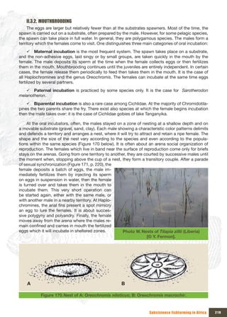 II.3.2. MOUTHBROODING
     The eggs are larger but relatively fewer than at the substrates spawners. Most of the time, the
spawn is carried out on a substrate, often prepared by the male. However, for some pelagic species,
the spawn can take place in full water. In general, they are polygamous species. The males form a
territory which the females come to visit. One distinguishes three main categories of oral incubation:
     9 Maternal incubation is the most frequent system. The spawn takes place on a substrate,
and the non-adhesive eggs, laid singy or by small groups, are taken quickly in the mouth by the
female. The male deposits its sperm at the time when the female collects eggs or then fertilizes
them in the mouth. Mouthbrooding continues until the juveniles are entirely independent. In certain
cases, the female release them periodically to feed then takes them in the mouth. It is the case of
all Haplochromines and the genus Oreochromis. The females can incubate at the same time eggs
fertilized by several partners.
   9 Paternal incubation is practiced by some species only. It is the case for Sarotherodon
melanotheron.
    9 Biparental incubation is also a rare case among Cichlidae. At the majority of Chromidotila-
pines the two parents share the fry. There exist also species at which the female begins incubation
then the male takes over: it is the case of Cichlidae gobies of lake Tanganyika.

     At the oral incubators, often, the males stayed on a zone of nesting at a shallow depth and on
a movable substrate (gravel, sand, clay). Each male showing a characteristic color patterns delimits
and defends a territory and arranges a nest, where it will try to attract and retain a ripe female. The
shape and the size of the nest vary according to the species and even according to the popula-
tions within the same species (Figure 170 below). It is often about an arena social organization of
reproduction. The females which live in band near the surface of reproduction come only for briefs
stays on the arenas. Going from one territory to another, they are courted by successive males until
the moment when, stopping above the cup of a nest, they form a transitory couple. After a parade
of sexual synchronization (Figure 171, p. 220), the
female deposits a batch of eggs, the male im-
mediately fertilizes them by injecting its sperm
on eggs in suspension in water, then the female
is turned over and takes them in the mouth to
incubate them. This very short operation can
be started again, either with the same male, or
with another male in a nearby territory. At Haplo-
chromines, the anal fins present a spot mimicry
an egg to lure the females. It is about succes-
sive polygyny and polyandry. Finally, the female
moves away from the arena where the males re-
main confined and carries in mouth the fertilized
eggs which it will incubate in sheltered zones.         Photo W. Nests of Tilapia zillii (Liberia)
                                                                      [© Y. Fermon].




    A                                                  B

           Figure 170. Nest of A: Oreochromis niloticus; B: Oreochromis macrochir.



                                                                       Subsistence fishfarming in Africa   219
 