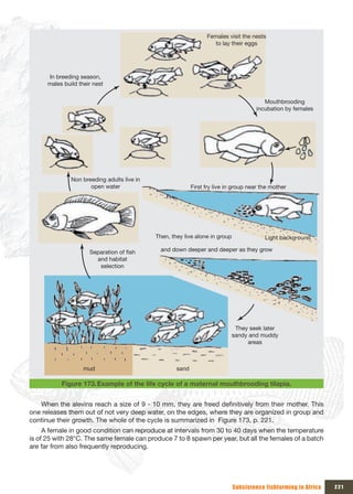Females visit the nests 
                                                                     to lay their eggs




      In breeding season, 
      males build their nest


                                                                                          Mouthbrooding 
                                                                                       incubation by females




               Non breeding adults live in 
                      open water                             First fry live in group near the mother




                                              Then, they live alone in group               Light background

                      Separation of fish        and down deeper and deeper as they grow
                        and habitat 
                         selection




                                                                              They seek later 
                                                                             sandy and muddy 
                                                                                  areas



                    mud                               sand

           Figure 173. Example of the life cycle of a maternal mouthbrooding tilapia.


   When the alevins reach a size of 9 - 10 mm, they are freed definitively from their mother. This
one releases them out of not very deep water, on the edges, where they are organized in group and
continue their growth. The whole of the cycle is summarized in Figure 173, p. 221.
     A female in good condition can reproduce at intervals from 30 to 40 days when the temperature
is of 25 with 28°C. The same female can produce 7 to 8 spawn per year, but all the females of a batch
are far from also frequently reproducing.




                                                                               Subsistence fishfarming in Africa   221
 