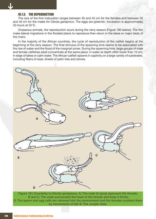 III.1.3. THE REPRODUCTION
          The size of the first maturation ranges between 40 and 45 cm for the females and between 35
      and 40 cm for the males for Clarias gariepinus. The eggs are greenish. Incubation is approximately
      33 hours at 25°C.
          Oviparous animals, the reproduction ocurs during the rainy season (Figure 180 below). The fish
      make lateral migrations in the flooded plains to reproduce then return in the lakes or major beds of
      the rivers.
          In the majority of the African countries, the cycle of reproduction of the catfish begins at the
      beginning of the rainy season. The final stimulus of the spawning time seems to be associated with
      the rise of water and the flood of the marginal zones. During the spawning time, large groups of male
      and female catfishes adult concentrate at the same place, in water at depth often lower than 10 cm,
      in edge of lakes or calm water. The African catfish spawns in captivity on a large variety of substrates,
      including fibers of sisal, sheets of palm tree and stones.




                                                                   B
                          A




                                                                        C
         E




                      D
          Figure 181. Courtship in Clarias gariepinus. A: The male (in gray) approach the female;
                	B	and	C:	The	male	surrounded	the	head	of	the	female	and	keep	it	firmly;	
      D: The sperm and egg cells are released into the environment and the females scatters them
                                by movements of tail; E: The couple rests.


228   Subsistence fishfarming in Africa
 