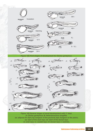 36 h
                                                                                               1 mm
                                        Incubation
                      1 mm




                                                                                           1 mm
                                                                                                             48 h
                                                     Hatching
                                          1 mm



                                                                                                             6 j
                                                                                               1 mm
                                                      12 h
                                           1 mm



                                                                                                             9 - 12 j
                                                                                      1 mm


                                           1 mm       24 h

                          Figure 182. First stages of development for Clarias gariepinus.
                               v                       ed                                  v                        ed

    J3                             rc     J4                                                    rc    J4
                                                                    J3
                          rd                           ea
                                           J6                                                                        ea
    J5                                                                                                              aa
                                                                       J5             rd
                     bp                                                                               J6
                                                         ra
                                                                                                                        bpe
                J7                                                               bp
                                                                                                       J8
                                                                    J7
                                         bpe

                 J8
                                                                                       ra
5 mm




                                                                               J10
               J10
                                                                5 mm




         J14                                                             J14




J17                                                             J17



A                                                               B
                      Figure 183. Several stages of larval development until 17 days.
                            A: Clarias gariepinus; B: Heterobranchus longifilis.
               aa:	adipose	fin	start;	bp:	burgeon	of	the	pectoral;	bpe:	burgeon	of	the	pelvic;	
                           ea: start of the anal rays; ed: start of the dorsal rays;
                         ra: anal rays; rc: caudal rays; rd: dorsal rays; v: vesicles.



                                                                                               Subsistence fishfarming in Africa   229
 