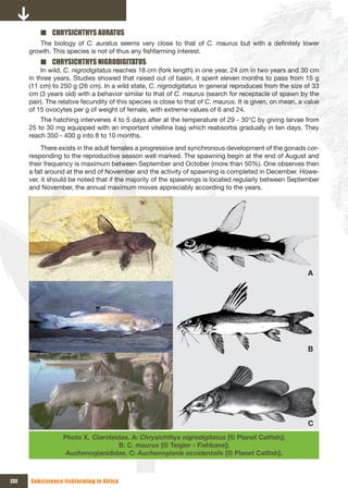 ■ CHRYSICHTHYS AURATUS
         The biology of C. auratus seems very close to that of C. maurus but with a definitely lower
      growth. This species is not of thus any fishfarming interest.
          ■ CHRYSICHTHYS NIGRODIGITATUS
           In wild, C. nigrodigitatus reaches 18 cm (fork length) in one year, 24 cm in two years and 30 cm
      in three years. Studies showed that raised out of basin, it spent eleven months to pass from 15 g
      (11 cm) to 250 g (26 cm). In a wild state, C. nigrodigitatus in general reproduces from the size of 33
      cm (3 years old) with a behavior similar to that of C. maurus (search for receptacle of spawn by the
      pair). The relative fecundity of this species is close to that of C. maurus. It is given, on mean, a value
      of 15 ovocytes per g of weight of female, with extreme values of 6 and 24.
          The hatching intervenes 4 to 5 days after at the temperature of 29 - 30°C by giving larvae from
      25 to 30 mg equipped with an important vitelline bag which reabsorbs gradually in ten days. They
      reach 350 - 400 g into 8 to 10 months.
           There exists in the adult females a progressive and synchronous development of the gonads cor-
      responding to the reproductive season well marked. The spawning begin at the end of August and
      their frequency is maximum between September and October (more than 50%). One observes then
      a fall around at the end of November and the activity of spawning is completed in December. Howe-
      ver, it should be noted that if the majority of the spawnings is located regularly between September
      and November, the annual maximum moves appreciably according to the years.




                                                                                                           A




                                                                                                           B




                                                                                                           C
                  Photo X. Claroteidae. A: Chrysichthys nigrodigitatus [©	Planet	Catfish];	
                                    B: C. maurus [© Teigler - Fishbase];
                   Auchenoglanididae. C: Auchenoglanis occidentalis	[©	Planet	Catfish].



232   Subsistence fishfarming in Africa
 