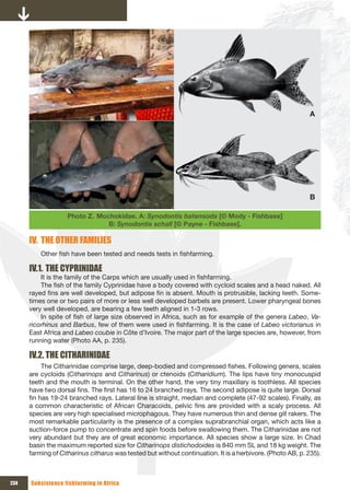 A




                                                                                                           B

                   Photo Z. Mochokidae. A: Synodontis batensoda [© Mody - Fishbase]
                               B: Synodontis schall [© Payne - Fishbase].

      IV. THE OTHER FAMILIES
          Other fish have been tested and needs tests in fishfarming.

      IV.1. THE CYPRINIDAE
          It is the family of the Carps which are usually used in fishfarming.
          The fish of the family Cyprinidae have a body covered with cycloid scales and a head naked. All
      rayed fins are well developed, but adipose fin is absent. Mouth is protrusible, lacking teeth. Some-
      times one or two pairs of more or less well developed barbels are present. Lower pharyngeal bones
      very well developed, are bearing a few teeth aligned in 1-3 rows.
          In spite of fish of large size observed in Africa, such as for example of the genera Labeo, Va-
      ricorhinus and Barbus, few of them were used in fishfarming. It is the case of Labeo victorianus in
      East Africa and Labeo coubie in Côte d’Ivoire. The major part of the large species are, however, from
      running water (Photo AA, p. 235).

      IV.2. THE CITHARINIDAE
           The Citharinidae comprise large, deep-bodied and compressed fishes. Following genera, scales
      are cycloids (Citharinops and Citharinus) or ctenoids (Citharidium). The lips have tiny monocuspid
      teeth and the mouth is terminal. On the other hand, the very tiny maxillary is toothless. All species
      have two dorsal fins. The first has 16 to 24 branched rays. The second adipose is quite large. Dorsal
      fin has 19-24 branched rays. Lateral line is straight, median and complete (47-92 scales). Finally, as
      a common characteristic of African Characoids, pelvic fins are provided with a scaly process. All
      species are very high specialised microphagous. They have numerous thin and dense gill rakers. The
      most remarkable particularity is the presence of a complex suprabranchial organ, which acts like a
      suction-force pump to concentrate and spin foods before swallowing them. The Citharinidae are not
      very abundant but they are of great economic importance. All species show a large size. In Chad
      basin the maximum reported size for Citharinops distichodoides is 840 mm SL and 18 kg weight. The
      farming of Citharinus citharus was tested but without continuation. It is a herbivore. (Photo AB, p. 235).



234   Subsistence fishfarming in Africa
 