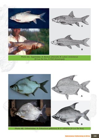A




                                                                             B


      Photo AA. Cyprinidae. A: Barbus altianalis; B: Labeo victorianus
                   [© Luc De Vos, © FAO (drawings)].




                                                                             A




                                                                             B

Photo AB. Citharinidae. A: Citharinus gibbosus; B: C. citharus [© Luc De Vos].



                                                        Subsistence fishfarming in Africa   235
 