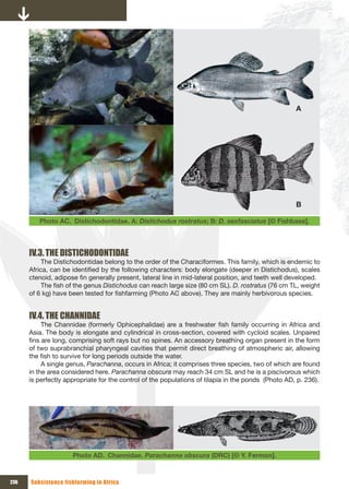 A




                                                                                                    B

         Photo AC. Distichodontidae. A: Distichodus rostratus; B: D. sexfasciatus [© Fishbase].



      IV.3. THE DISTICHODONTIDAE
           The Distichodontidae belong to the order of the Characiformes. This family, which is endemic to
      Africa, can be identified by the following characters: body elongate (deeper in Distichodus), scales
      ctenoid, adipose fin generally present, lateral line in mid-lateral position, and teeth well developed.
           The fish of the genus Distichodus can reach large size (80 cm SL). D. rostratus (76 cm TL, weight
      of 6 kg) have been tested for fishfarming (Photo AC above). They are mainly herbivorous species.


      IV.4. THE CHANNIDAE
           The Channidae (formerly Ophicephalidae) are a freshwater fish family occurring in Africa and
      Asia. The body is elongate and cylindrical in cross-section, covered with cycloid scales. Unpaired
      fins are long, comprising soft rays but no spines. An accessory breathing organ present in the form
      of two suprabranchial pharyngeal cavities that permit direct breathing of atmospheric air, allowing
      the fish to survive for long periods outside the water.
           A single genus, Parachanna, occurs in Africa; it comprises three species, two of which are found
      in the area considered here. Parachanna obscura may reach 34 cm SL and he is a piscivorous which
      is perfectly appropriate for the control of the populations of tilapia in the ponds (Photo AD, p. 236).




                     Photo AD. Channidae. Parachanna obscura (DRC) [© Y. Fermon].



236   Subsistence fishfarming in Africa
 