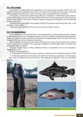 IV.5. THE LATIDAE
     The Latidae is characterized by the possession of a scaly process at bases of pelvic fins. The
shape of the second suborbital bone which is not fused to the preopercle and bears a subocular
blade extended backwards into a point. A strong notch is separating the two dorsal fins.
     In this family, it is the famous Nile Perch called also «Capitaine» in West Africa, Lates niloticus,
which was the subject of test in fishpond (Photo AE below). It is this species which have been intro-
duced in lake Victoria in the Sixties. Problems appears, because the cannibalism and the tolerance
to the oxygen level.
     This species can reach 200 cm for a weight of 200 kg. Its growth is quite linear (Figure 184, p. 230
and Figure 185, p. 238).
     Piscivorous, this species can be used for the control of tilapia in ponds.


IV.6. THE ARAPAIMIDAE
     The Arapaimidae, a very ancient family, is characterized by its ovaries lacking oviducts. Today it
is represented by only four monospecific genera: one from Australia, Sumatra and Borneo (Sclero-
pages), two from the Guyana and Brazil with the famous Arapaima gigas which can reach 200 cm for
a weight of 200 kg, and one, Heterotis, from Africa.
     Body is laterally compressed and covered with large bony scales of a somewhat horny consis-
tence. Lateral line is complete. Fins is spineless. Maxillary and premaxillary teeth are present but
pharyngeal teeth are absent.
     Only one species occurs in Africa, Heterotis niloticus. A presentation file can be consulted in
Appendix 05, p. 274.
     Its main characteristics are:
     9 A rapid growth: 3 g /fish/day or more. Large size, higher than 100 cm length (Figure 185, p. 238).
    9 A delicate reproduction. It requires a low depth and herbaceous vegetation. He likes space.
    The nests of Heterotis niloticus are built in the herbaceous vegetation. They are comparable




                        Photo AE. Latidae. Lates niloticus [© Luc De Vos].



                                                                        Subsistence fishfarming in Africa   237
 