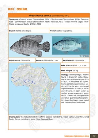 FILE II. CICHLIDAE.

                        Oreochromis aureus (Steindachner, 1864)
Synonyms: Chromis aureus Steindachner, 1864 - Tilapia aurea (Steindachner, 1864): Trewavas,
1966 - Sarotherodon aureus (Steindachner, 1864): Trewavas, 1973 – Tilapia monodi Daget, 1954 -
Tilapia lemassoni Blache & Miton, 1960


English name: Blue tilapia                        French name: Tilapia bleu




                                                                                        © Fishbase

Aquaculture: commercial          Fishery: commercial - bait       Ornemental: commercial

                                                               Max. size: 50.8 cm TL – 37 SL

                                                               Max. weight: 2.0 kg

                                                                Biology: Benthopelagic. Maybe
                                                                found in brackinsh water. Occu-
                                                                ring at temperatures ranging from
                                                                8°-30°C. Considered as a pest.
                                                                Forms schools; is sometimes ter-
                                                                ritorial; inhabits warm ponds and
                                                                impoundments as well as lakes
                                                                and streams, in open water as
                                                                well as among stones and vege-
                                                                tation. Feeds on phytoplankton
                                                                and small quantities of zooplank-
                                                                ton. Juveniles have a more varied
                                                                diet. Maternal mouthbrooder




Distribution: The natural distribution of this species include the Jordan Valley, Lower Nile, Chad
Basin, Benue, middle and upper Niger, Senegal River.




                                                                    Subsistence fishfarming in Africa   257
 