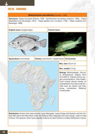 FILE III. CICHLIDAE.

                                 Oreochromis esculentus (Graham, 1928)
      Synonyms: Tilapia esculenta Graham, 1928 - Sarotherodon esculentus (Graham, 1928) - Tilapia
      eduardiana (non Boulenger, 1912) - Tilapia galilaea (non Linnaeus, 1758) - Tilapia variabilis (non
      Boulenger, 1906)


      English name: Singida tilapia                      French name:




                                                                                              © Fishbase

      Aquaculture: commercial             Fishery: commercial - experimental Ornemental:

                                                                       Max. size: 50 cm LS

                                                                       Max. weight: 2.5 kg

                                                                        Biology: Benthopelagic. Occurs
                                                                        at temperatures ranging from
                                                                        23.0-28.0°C. Tolerant of low oxy-
                                                                        gen concentrations. Filter feeder.
                                                                        Food consist almost entirely of
                                                                        phytoplankton but also small ani-
                                                                        mals such as insects and their
                                                                        larvae, crustaceans. Maternal
                                                                        moutbrooder.




      Distribution: Known from Lake Victoria, Lake Nabugabo, Lakes Kyoga and Kwania, and the Vic-
      toria Nile above the Murchison Falls; the Malawa River (Uganda) and Lake Gangu, west of Lake
      Victoria. This species, which was originally endemic to Lake Victoria, is widely distributed in dams.




258   Subsistence fishfarming in Africa
 