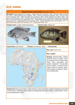 FILE IV. CICHLIDAE.

                           Oreochromis macrochir (Boulenger, 1912)
Synonyms: Tilapia galilaea (non Linnaeus) - Tilapia nilotica (non Linnaeus, 1758) - Chromys chapmani Castel-
nau, 1861 - Tilapia andersonii (non Castelnau, 1861) - Chromys chapmannii Castelnau, 1861 - Chromys spar-
manni Castelnau, 1861 - Tilapia squamipinnis (non Günther, 1864) - Tilapia natalensis (non Weber, 1897) - Tila-
pia macrochir Boulenger, 1912 - Loruwiala macrochir (Boulenger, 1912) - Sarotherodon macrochirus (Boulenger,
1912) - Oreochromis microchir (Boulenger, 1912) - Tilapia macrochir Boulenger, 1912 - Sarotherodon macrochir
(Boulenger, 1912) - Tilapia kafuensis (non Boulenger, 1912) - Tilapia intermedia Gilchrist & Thompson, 1917 - Ti-
lapia sheshekensis Gilchrist & Thompson, 1917 - Tilapia alleni Fowler, 1931

English name: Longfin, Greenhead tilapia                 French name: Tilapia noir




                                                                                                © Luc De Vos

Aquaculture: commercial               Fishery: commercial - sport           Ornemental:

                                                                         Max. size: 43.0 cm SL

                                                                         Max. weight:

                                                                         Biology: Benthopelagic. Mating
                                                                         territory having a central volca-
                                                                         no-shaped mound. Prefers quiet,
                                                                         deep water associated with
                                                                         aquatic vegetation. Occasionally
                                                                         forms schools, is mainly diurnal.
                                                                         Feeds mostly on detritus, (blue-
                                                                         green) algae and diatoms. Mater-
                                                                         nal mouthbrooder.




Distribution: Known from Kafue, upper Zambezi, and Congo River systems; introduced elsewhere
in Africa and in Hawaiian Islands. Also in the Okavango and Ngami region, Cunene basin, Cham-
bezi and Bangweulu region.




                                                                              Subsistence fishfarming in Africa     259
 