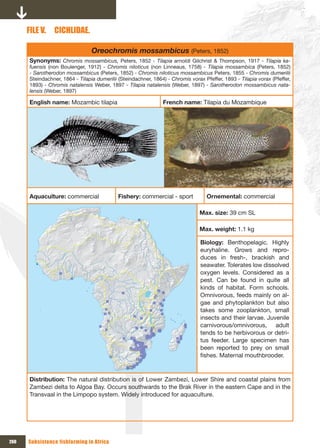 FILE V.    CICHLIDAE.

                                  Oreochromis mossambicus (Peters, 1852)
       Synonyms: Chromis mossambicus, Peters, 1852 - Tilapia arnoldi Gilchrist & Thompson, 1917 - Tilapia ka-
       fuensis (non Boulenger, 1912) - Chromis niloticus (non Linneaus, 1758) - Tilapia mossambica (Peters, 1852)
       - Sarotherodon mossambicus (Peters, 1852) - Chromis niloticus mossambicus Peters, 1855 - Chromis dumerilii
       Steindachner, 1864 - Tilapia dumerilii (Steindachner, 1864) - Chromis vorax Pfeffer, 1893 - Tilapia vorax (Pfeffer,
       1893) - Chromis natalensis Weber, 1897 - Tilapia natalensis (Weber, 1897) - Sarotherodon mossambicus nata-
       lensis (Weber, 1897)

       English name: Mozambic tilapia                            French name: Tilapia du Mozambique




                                                                                                           © A. Lamboj

       Aquaculture: commercial                Fishery: commercial - sport            Ornemental: commercial

                                                                                 Max. size: 39 cm SL

                                                                                 Max. weight: 1.1 kg

                                                                                  Biology: Benthopelagic. Highly
                                                                                  euryhaline. Grows and repro-
                                                                                  duces in fresh-, brackish and
                                                                                  seawater. Tolerates low dissolved
                                                                                  oxygen levels. Considered as a
                                                                                  pest. Can be found in quite all
                                                                                  kinds of habitat. Form schools.
                                                                                  Omnivorous, feeds mainly on al-
                                                                                  gae and phytoplankton but also
                                                                                  takes some zooplankton, small
                                                                                  insects and their larvae. Juvenile
                                                                                  carnivorous/omnivorous, adult
                                                                                  tends to be herbivorous or detri-
                                                                                  tus feeder. Large specimen has
                                                                                  been reported to prey on small
                                                                                  fishes. Maternal mouthbrooder.


       Distribution: The natural distribution is of Lower Zambezi, Lower Shire and coastal plains from
       Zambezi delta to Algoa Bay. Occurs southwards to the Brak River in the eastern Cape and in the
       Transvaal in the Limpopo system. Widely introduced for aquaculture.




260   Subsistence fishfarming in Africa
 