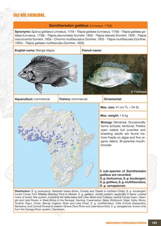 FILE VIII. CICHLIDAE.

                             Sarotherodon galileus (Linneaus, 1758)
Synonyms: Sparus galilaeus Linnaeus, 1758 - Tilapia galilaea (Linnaeus, 1758) - Tilapia galilaea ga-
lilaea (Linnaeus, 1758) - Tilapia pleuromelas Duméril, 1859 - Tilapia lateralis Duméril, 1859 - Tilapia
macrocentra Duméril, 1859 - Chromis multifasciatus Günther, 1903 - Tilapia multifasciata (Günther,
1903) - Tilapia galilaea multifasciata (Günther, 1903)

English name: Mango tilapia                              French name:




                                                                                                   © Fishbase

Aquaculture: commercial               Fishery: commercial                   Ornemental:

                                                                        Max. size: 41 cm TL – 34 SL

                                                                        Max. weight: 1.6 kg

                                                                         Biology: Demersal. Occasionally
                                                                         forms schools; territorial. Prefers
                                                                         open waters but juveniles and
                                                                         breeding adults are found ins-
                                                                         hore Feeds on algae and fine or-
                                                                         ganic debris. Bi-parental mouth-
                                                                         brooder.




                                                                        5 sub-species of Sarotherodon
                                                                        galileus are recorded:
                                                                        S. g. borkuanus, S. g. boulengeri,
                                                                        S. g. galileus, S. g. multifasciatus,
                                                                        S. g. sanagaensis.
Distribution: S. g. borkuanus: Saharian oases Borku, Ennedi and Tibesti in northern Chad. S. g. boulengeri:
Lower Congo from Malebo (Stanley) Pool to Matadi. S. g. galileus: Jordan system, especially in lakes; coastal
rivers of Israel; Nile system, including the delta lakes and Lake Albert and Turkana; central Congo basin, Uban-
ghi and Uele Rivers; in West Africa in the Senegal, Gambia, Casamance, Géba, Konkouré, Niger, Volta, Mono,
Ouémé, Ogun, Cross, Benue, Logone, Shari and Lake Chad. S. g. multifasciatus: Côte d’Ivoire (Sassandra,
Bandama, and Comoé Rivers) to western Ghana (Tano River and Lake Bosumtwi). S. g. sanagaensis: known only
from the Sanaga River system, Cameroon.




                                                                             Subsistence fishfarming in Africa     263
 