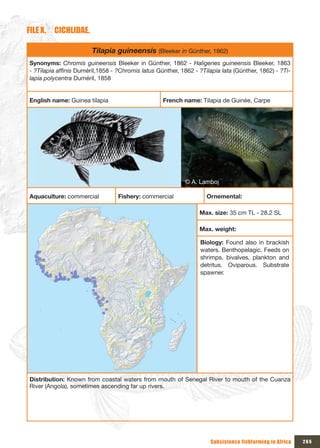 FILE x. CICHLIDAE.

                        Tilapia guineensis (Bleeker in Günther, 1862)
Synonyms: Chromis guineensis Bleeker in Günther, 1862 - Haligenes guineensis Bleeker, 1863
- ?Tilapia affinis Duméril,1858 - ?Chromis latus Günther, 1862 - ?Tilapia lata (Günther, 1862) - ?Ti-
lapia polycentra Duméril, 1858


English name: Guinea tilapia                       French name: Tilapia de Guinée, Carpe




                                                            © A. Lamboj

Aquaculture: commercial           Fishery: commercial               Ornemental:

                                                                 Max. size: 35 cm TL - 28.2 SL

                                                                 Max. weight:

                                                                  Biology: Found also in brackish
                                                                  waters. Benthopelagic. Feeds on
                                                                  shrimps, bivalves, plankton and
                                                                  detritus. Oviparous. Substrate
                                                                  spawner.




Distribution: Known from coastal waters from mouth of Senegal River to mouth of the Cuanza
River (Angola), sometimes ascending far up rivers.




                                                                      Subsistence fishfarming in Africa   265
 