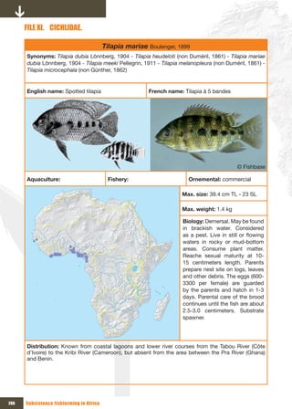FILE xI. CICHLIDAE.

                                          Tilapia mariae Boulenger, 1899
      Synonyms: Tilapia dubia Lönnberg, 1904 - Tilapia heudeloti (non Duméril, 1861) - Tilapia mariae
      dubia Lönnberg, 1904 - Tilapia meeki Pellegrin, 1911 - Tilapia melanopleura (non Duméril, 1861) -
      Tilapia microcephala (non Günther, 1862)


      English name: Spotted tilapia                      French name: Tilapia à 5 bandes




                                                                                            © Fishbase

      Aquaculture:                         Fishery:                     Ornemental: commercial

                                                                     Max. size: 39.4 cm TL - 23 SL

                                                                     Max. weight: 1.4 kg

                                                                     Biology: Demersal. May be found
                                                                     in brackish water. Considered
                                                                     as a pest. Live in still or flowing
                                                                     waters in rocky or mud-bottom
                                                                     areas. Consume plant matter.
                                                                     Reache sexual maturity at 10-
                                                                     15 centimeters length. Parents
                                                                     prepare nest site on logs, leaves
                                                                     and other debris. The eggs (600-
                                                                     3300 per female) are guarded
                                                                     by the parents and hatch in 1-3
                                                                     days. Parental care of the brood
                                                                     continues until the fish are about
                                                                     2.5-3.0 centimeters. Substrate
                                                                     spawner.




      Distribution: Known from coastal lagoons and lower river courses from the Tabou River (Côte
      d’Ivoire) to the Kribi River (Cameroon), but absent from the area between the Pra River (Ghana)
      and Benin.




266   Subsistence fishfarming in Africa
 