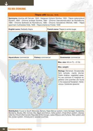 FILE xIII. CICHLIDAE.

                                          Tilapia zillii (Gervais, 1848)
      Synonyms: Acerina zillii Gervais, 1848 - Haligenes tristrami Günther, 1859 - Tilapia melanopleura
      Duméril, 1859 - Chromis andreae Günther, 1864 - Chromis caeruleomaculatus de Rochebrune,
      1880 - Chromis faidherbii de Rochebrune, 1880 - Chromis menzalensis Mitchell, 1895 - Tilapia
      sparrmani multiradiata Holly, 1928 - Tilapia shariensis Fowler, 1949

      English name: Redbelly tilapia                      French name: Tilapia à ventre rouge




                                                           © A. Lamboj

      Aquaculture: commercial             Fishery: commercial              Ornemental: commercial

                                                                       Max. size: 49 cm TL - 21 SL

                                                                       Max. weight:

                                                                         Biology: Demersal. Occasionally
                                                                         form schools; mainly diurnal.
                                                                         Prefer shallow, vegetated areas.
                                                                         Fry are common in marginal ve-
                                                                         getation and juveniles are found
                                                                         in the seasonal floodplain. Herbi-
                                                                         vorous. Substrate spawner.




      Distribution: Found is South Morocco, Sahara, Niger-Benue system, rivers Senegal, Sassandra,
      Bandama, Boubo, Mé, Comoé, Bia, Ogun and Oshun, Volta system, Chad-Shari system, Ubangi-
      Uele-Ituri Rivers (Democratic Republic of the Congo), Lakes Mobutu and Turkana, Nile system and
      the Jordan system. Introduced in several countries.




268   Subsistence fishfarming in Africa
 