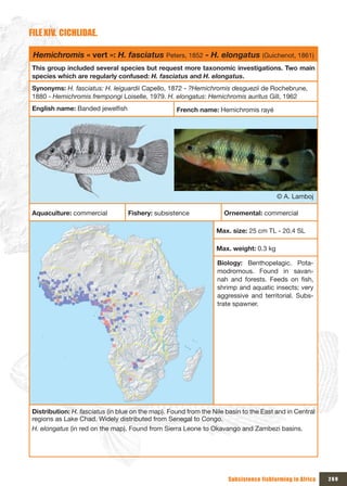 FILE xIV. CICHLIDAE.

 Hemichromis « vert »: H. fasciatus Peters, 1852 - H. elongatus (Guichenot, 1861)
This group included several species but request more taxonomic investigations. Two main
species which are regularly confused: H. fasciatus and H. elongatus.
Synonyms: H. fasciatus: H. leiguardii Capello, 1872 - ?Hemichromis desguezii de Rochebrune,
1880 - Hemichromis frempongi Loiselle, 1979. H. elongatus: Hemichromis auritus Gill, 1962
English name: Banded jewelfish                     French name: Hemichromis rayé




                                                                                        © A. Lamboj

Aquaculture: commercial           Fishery: subsistence              Ornemental: commercial

                                                                 Max. size: 25 cm TL - 20.4 SL

                                                                 Max. weight: 0.3 kg

                                                                  Biology: Benthopelagic. Pota-
                                                                  modromous. Found in savan-
                                                                  nah and forests. Feeds on fish,
                                                                  shrimp and aquatic insects; very
                                                                  aggressive and territorial. Subs-
                                                                  trate spawner.




Distribution: H. fasciatus (in blue on the map). Found from the Nile basin to the East and in Central
regions as Lake Chad. Widely distributed from Senegal to Congo.
H. elongatus (in red on the map). Found from Sierra Leone to Okavango and Zambezi basins.




                                                                      Subsistence fishfarming in Africa   269
 