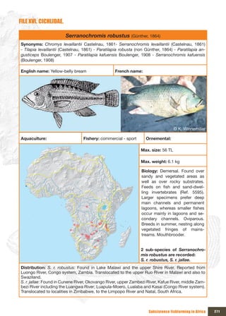 FILE xVI. CICHLIDAE.

                        Serranochromis robustus (Günther, 1864)
Synonyms: Chromys levaillantii Castelnau, 1861- Serranochromis levaillantii (Castelnau, 1861)
- Tilapia levaillantii (Castelnau, 1861) - Paratilapia robusta (non Günther, 1864) - Paratilapia an-
gusticeps Boulenger, 1907 - Paratilapia kafuensis Boulenger, 1908 - Serranochromis kafuensis
(Boulenger, 1908)

English name: Yellow-belly bream                   French name:




                                                                                    © K. Winnemiller

Aquaculture:                     Fishery: commercial - sport       Ornemental:

                                                                 Max. size: 56 TL

                                                                 Max. weight: 6.1 kg

                                                                 Biology: Demersal. Found over
                                                                 sandy and vegetated areas as
                                                                 well as over rocky substrates.
                                                                 Feeds on fish and sand-dwel-
                                                                 ling invertebrates (Ref. 5595).
                                                                 Larger specimens prefer deep
                                                                 main channels and permanent
                                                                 lagoons, whereas smaller fishes
                                                                 occur mainly in lagoons and se-
                                                                 condary channels. Oviparous.
                                                                 Breeds in summer, nesting along
                                                                 vegetated fringes of mains-
                                                                 treams. Mouthbrooder.


                                                                 2 sub-species of Serranochro-
                                                                 mis robustus are recorded:
                                                                 S. r. robustus, S. r. jallae.
Distribution: S. r. robustus: Found in Lake Malawi and the upper Shire River. Reported from
Luongo River, Congo system, Zambia. Translocated to the upper Ruo River in Malawi and also to
Swaziland.
S. r. jallae: Found in Cunene River, Okovango River, upper Zambezi River, Kafue River, middle Zam-
bezi River including the Luangwa River; Luapula-Moero, Lualaba and Kasai (Congo River system).
Translocated to localities in Zimbabwe, to the Limpopo River and Natal, South Africa.



                                                                     Subsistence fishfarming in Africa   271
 