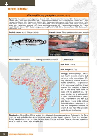 FILE xVII. CLARIIDAE

                                    Clarias (Clarias) gariepinus (Burchell, 1822)
      Synonyms: Silurus (Heterobranchus) gariepinus Burchell, 1822 - Clarias syriacus Valenciennes, 1840 - Clarias capensis Valen-
      ciennes, 1840 - Clarias lazera Valenciennes, 1840 - Clarias mossambicus Peters, 1852 - Clarias xenodon Günther, 1864 - Clarias
      macracanthus Günther, 1864 - Clarias orontis Günther, 1864 - Clarias robecchii Vinciguerra, 1893 - Clarias microphthalmus Pfeffer,
      1896 - Clarias smithii Günther, 1896 - Clarias guentheri Pfeffer, 1896 - Clarias micropthalmus Pfeffer, 1896 - Clarias longiceps Bou-
      lenger, 1899 - Clarias moorii Boulenger, 1901 - Clarias vinciguerrae Boulenger, 1902 - Clarias tsanensis Boulenger, 1902 - Clarias
      malaris Nichols & Griscom, 1917 - Clarias notozygurus Lönnberg & Rendahl, 1922 - Clarias depressus Myers, 1925 - Clarias muelleri
      Pietschmann, 1939

      English name: North African catfish                                French name: Silure, poisson-chat nord africain




                                                                           © Y. Fermon

      Aquaculture: commercial                      Fishery: commercial minor                    Ornemental:

                                                                                            Max. size: 170 TL

                                                                                            Max. weight: 60 kg

                                                                                             Biology: Benthopelagic. OOc-
                                                                                             curs mainly in quiet waters, but
                                                                                             be found quite everywherer. Wi-
                                                                                             dely tolerant of extreme environ-
                                                                                             mental conditions. The presence
                                                                                             of an accessory breathing organ
                                                                                             enables this species to breath
                                                                                             air, it can move from place to
                                                                                             place with its pectoral fins. Fo-
                                                                                             rages at night on a wide variety
                                                                                             of prey. Feeds on insects, plan-
                                                                                             kton, invertebrates and fish but
                                                                                             also takes young birds, rotting
                                                                                             flesh and plants. Migrates to ri-
                                                                                             vers and temporary streams to
                                                                                             spawn. It was noted to generate
                                                                                             weak electric discharges.

      Distribution: Almost Pan-Africa, absent from Maghreb, the upper and lower Guinea and the Cape
      province and probably also Nogal province. Asia: Jordan, Israel, Lebanon, Syria and southern
      Turkey. Widely introduced to other parts of Africa, Europe and Asia. Several countries report ad-
      verse ecological impact after introduction.




272   Subsistence fishfarming in Africa
 