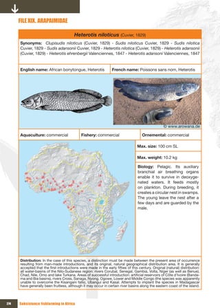 FILE xIx. ARAPAIMIDAE

                                         Heterotis niloticus (Cuvier, 1829)
      Synonyms: Clupisudis niloticus (Cuvier, 1829) - Sudis niloticus Cuvier, 1829 - Sudis nilotica
      Cuvier, 1829 - Sudis adansonii Cuvier, 1829 - Heterotis nilotica (Cuvier, 1829) - Heterotis adansonii
      (Cuvier, 1829) - Heterotis ehrenbergii Valenciennes, 1847 - Heterotis adansoni Valenciennes, 1847


      English name: African bonytongue, Heterotis                 French name: Poissons sans nom, Heterotis




                                                                                                    © www.arowana.de

      Aquaculture: commercial                 Fishery: commercial                     Ornemental: commercial

                                                                                  Max. size: 100 cm SL

                                                                                  Max. weight: 10.2 kg

                                                                                   Biology: Pelagic. Its auxiliary
                                                                                   branchial air breathing organs
                                                                                   enable it to survive in deoxyge-
                                                                                   nated waters. It feeds mostly
                                                                                   on plankton. During breeding, it
                                                                                   creates a circular nest in swamps.
                                                                                   The young leave the nest after a
                                                                                   few days and are guarded by the
                                                                                   male.




      Distribution: In the case of this species, a distinction must be made between the present area of occurrence
      resulting from man-made introductions, and its original, natural geographical distribution area. It is generally
      accepted that the first introductions were made in the early fifties of this century. Original (natural) distribution:
      all water-basins of the Nilo-Sudanese region: rivers Corubal, Senegal, Gambia, Volta, Niger (as well as Benue),
      Chad, Nile, Omo and lake Turkana. Areas of successful introduction: artificial reservoirs of Côte d’Ivoire (Banda-
      ma and Bia basins), rivers Cross, Sanaga, Nyong, Ogowe, Lower and Middle Congo (the species was apparently
      unable to overcome the Kisangani falls), Ubangui and Kasaï. Attempts to implant the species in Madagascar
      have generally been fruitless, although it may occur in certain river basins along the eastern coast of the island.



274   Subsistence fishfarming in Africa
 
