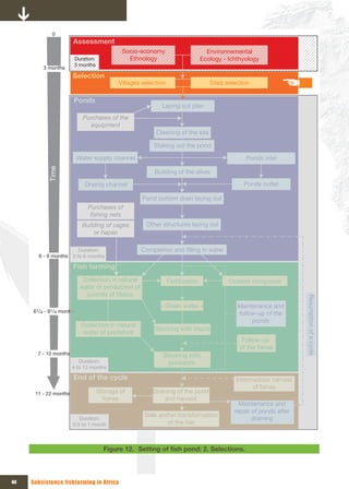 0
                       Assessment
                                            Socio-economy                         Environnemental
                       Duration:              Ethnology                         Ecology - Ichthyology
                       3 months
         3 months
                       Selection
                                           Villages selection                      Sites selection

                       Ponds
                                                           Laying out plan
                            Purchases of the 
                              equipment
                                                         Cleaning of the site

                                                         Staking out the pond

                          Water supply channel                                                  Ponds inlet
           Time




                                                         Building of the dikes

                            Drainig channel                                                    Ponds outlet

                                                     Pond bottom drain laying out
                              Purchases of 
                               fishing nets
                           Building of cages          Other structures laying out
                               or hapas

                       Duration:                    Completion and filling in water
       6 - 9 months 3 to 6 months

                       Fish farming
                            Collection in natural               Fertilization             Outside composter
                           water or production of 
                             juvenils of tilapia
                                                           « Green water »                   Maintenance and         Resumption of a cycle
     61/4 - 91/4 months                                                                      follow-up of the 
                                                                                                  ponds
                           Collection in natural 
                                                         Stocking with tilapia
                           water of predators
                                                                                               Follow-up 
                                                                                              of the fishes
       7 - 10 months                                        Stocking with 
                          Duration:                           predators
                       4 to 12 months

                       End of the cycle                                                     Intermediate harvest 
                                                                                                  of fishes
      11 - 22 months               Storage of           Draining of the pond 
                                     fishes                 and harvest
                                                                                              Maintenance and 
                                                                                            repair of ponds after 
                                                     Sale andor transformation 
                          Duration:                                                                draining
                       0.5 to 1 month                        of the fish



                                     Figure 12. Setting	of	fish	pond:	2.	Selections.



44   Subsistence fishfarming in Africa
 