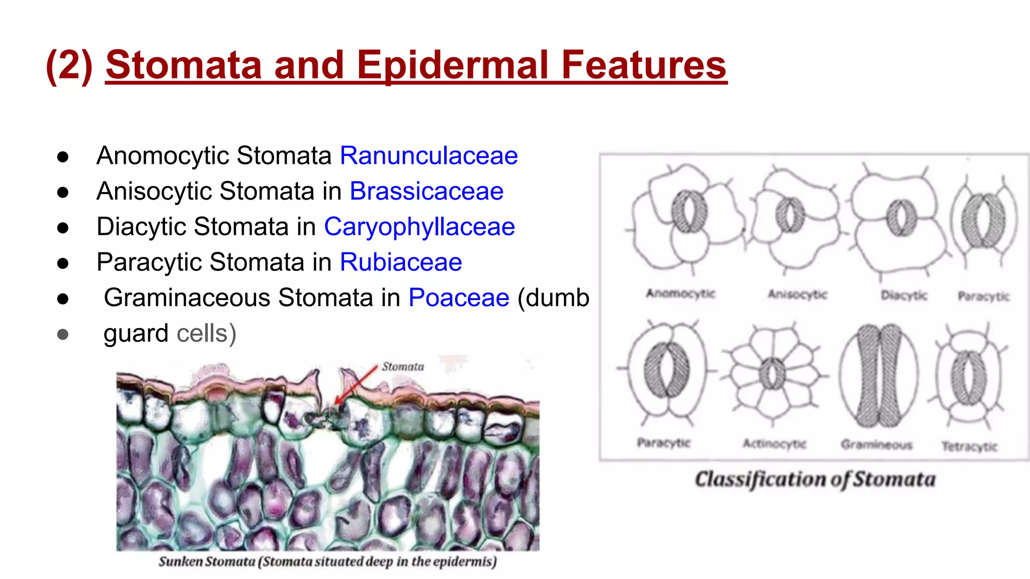 Application of anatomy in Taxonomy | PDF