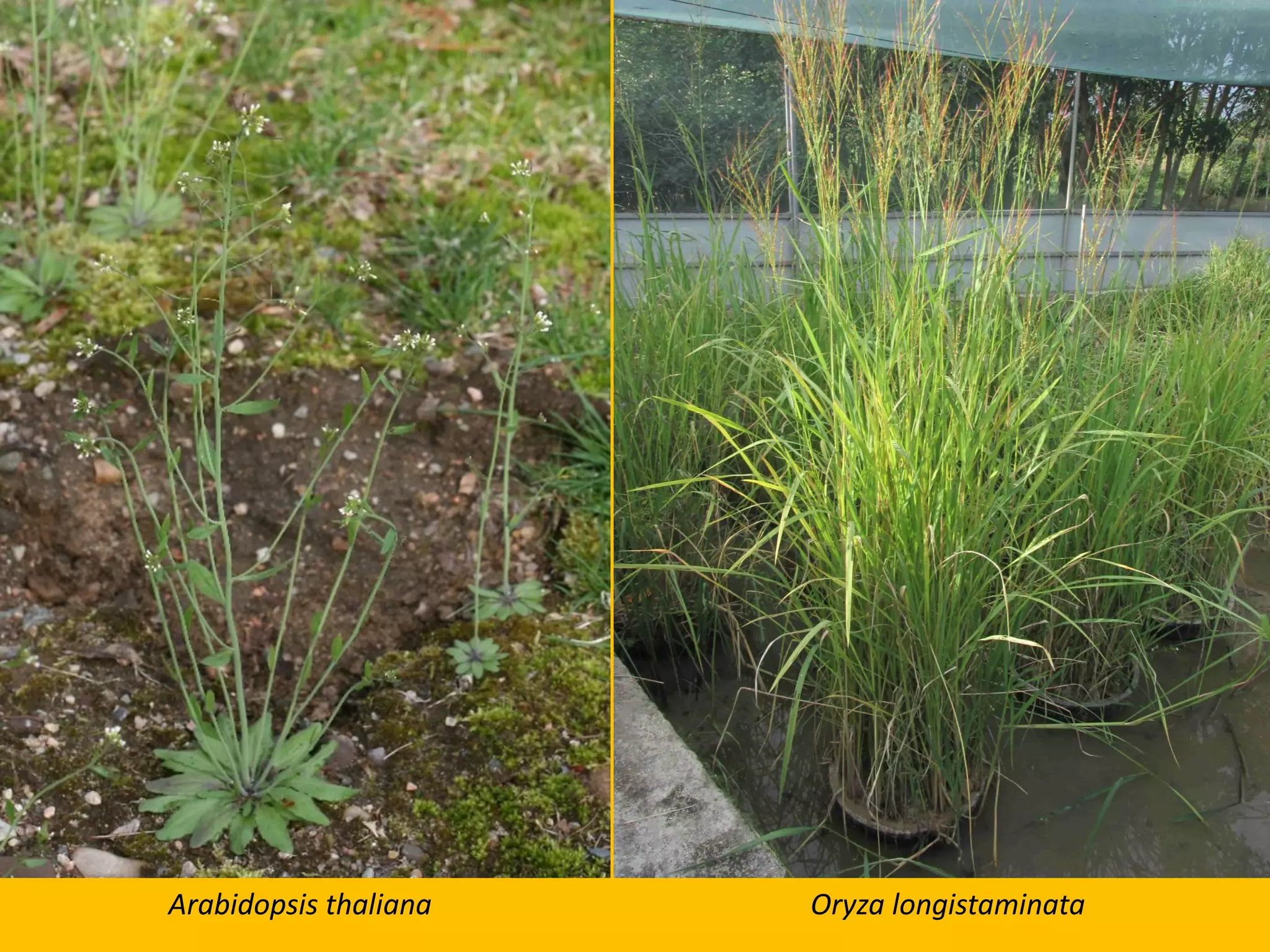 Arabidopsis thaliana Oryza longistaminata
 