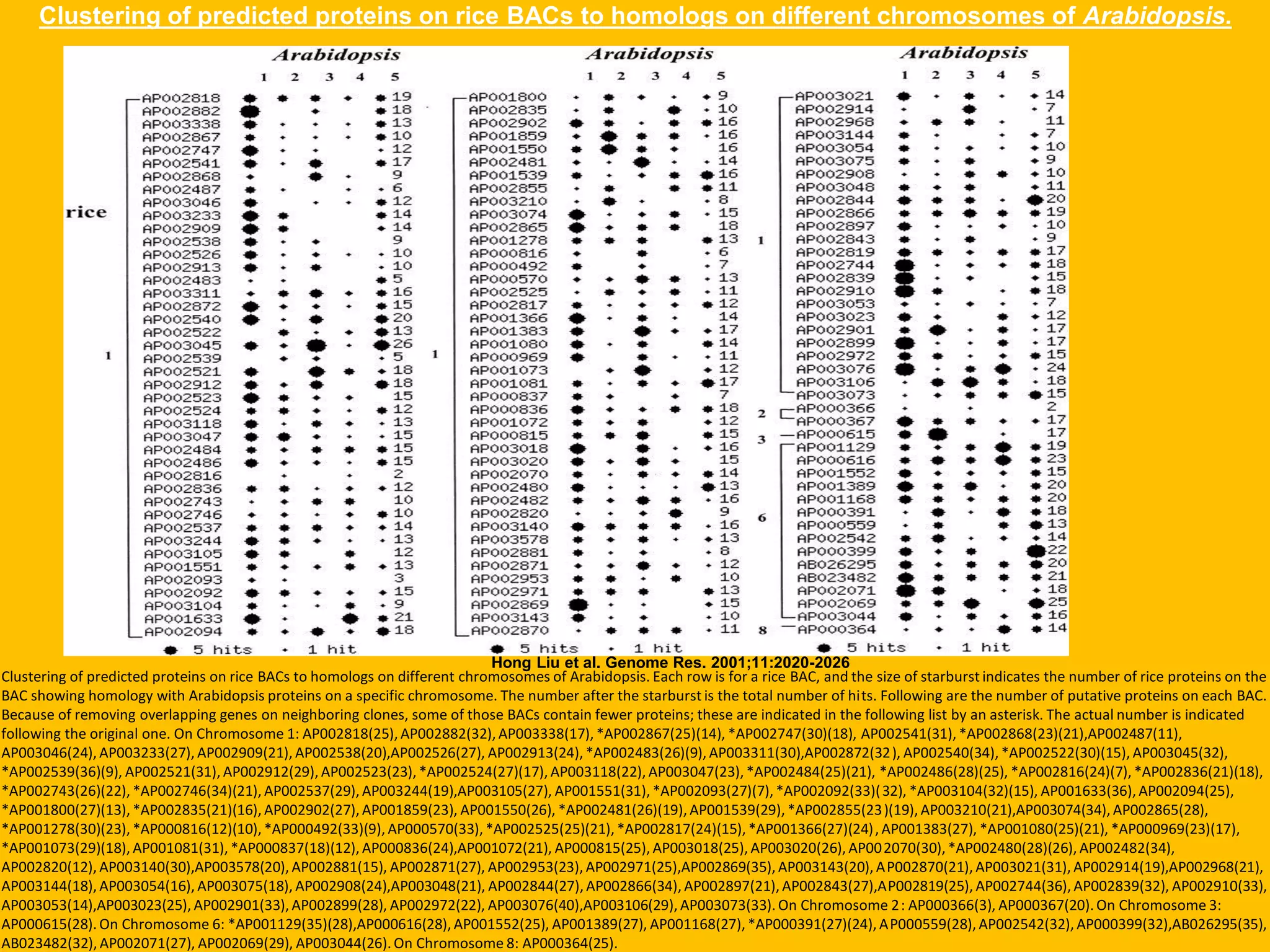 Clustering of predicted proteins on rice BACs to homologs on different chromosomes of Arabidopsis.
Hong Liu et al. Genome Res. 2001;11:2020-2026
Clustering of predicted proteins on rice BACs to homologs on different chromosomes of Arabidopsis. Each row is for a rice BAC, and the size of starburst indicates the number of rice proteins on the
BAC showing homology with Arabidopsis proteins on a specific chromosome. The number after the starburst is the total number of hits. Following are the number of putative proteins on each BAC.
Because of removing overlapping genes on neighboring clones, some of those BACs contain fewer proteins; these are indicated in the following list by an asterisk. The actual number is indicated
following the original one. On Chromosome 1: AP002818(25),AP002882(32),AP003338(17),*AP002867(25)(14), *AP002747(30)(18), AP002541(31),*AP002868(23)(21),AP002487(11),
AP003046(24),AP003233(27), AP002909(21),AP002538(20),AP002526(27), AP002913(24),*AP002483(26)(9),AP003311(30),AP002872(32), AP002540(34),*AP002522(30)(15),AP003045(32),
*AP002539(36)(9), AP002521(31),AP002912(29),AP002523(23),*AP002524(27)(17),AP003118(22),AP003047(23),*AP002484(25)(21), *AP002486(28)(25), *AP002816(24)(7),*AP002836(21)(18),
*AP002743(26)(22), *AP002746(34)(21),AP002537(29),AP003244(19),AP003105(27), AP001551(31),*AP002093(27)(7),*AP002092(33)(32), *AP003104(32)(15), AP001633(36),AP002094(25),
*AP001800(27)(13), *AP002835(21)(16),AP002902(27),AP001859(23), AP001550(26), *AP002481(26)(19),AP001539(29),*AP002855(23)(19),AP003210(21),AP003074(34),AP002865(28),
*AP001278(30)(23), *AP000816(12)(10),*AP000492(33)(9),AP000570(33),*AP002525(25)(21),*AP002817(24)(15),*AP001366(27)(24),AP001383(27), *AP001080(25)(21), *AP000969(23)(17),
*AP001073(29)(18), AP001081(31),*AP000837(18)(12),AP000836(24),AP001072(21), AP000815(25),AP003018(25),AP003020(26),AP002070(30),*AP002480(28)(26),AP002482(34),
AP002820(12),AP003140(30),AP003578(20),AP002881(15), AP002871(27), AP002953(23),AP002971(25),AP002869(35),AP003143(20),AP002870(21),AP003021(31),AP002914(19),AP002968(21),
AP003144(18),AP003054(16),AP003075(18),AP002908(24),AP003048(21), AP002844(27),AP002866(34),AP002897(21),AP002843(27),AP002819(25),AP002744(36),AP002839(32), AP002910(33),
AP003053(14),AP003023(25), AP002901(33),AP002899(28), AP002972(22), AP003076(40),AP003106(29),AP003073(33).On Chromosome 2: AP000366(3), AP000367(20).On Chromosome 3:
AP000615(28).On Chromosome 6: *AP001129(35)(28),AP000616(28),AP001552(25), AP001389(27), AP001168(27),*AP000391(27)(24),AP000559(28),AP002542(32),AP000399(32),AB026295(35),
AB023482(32),AP002071(27), AP002069(29), AP003044(26).On Chromosome 8: AP000364(25).
 