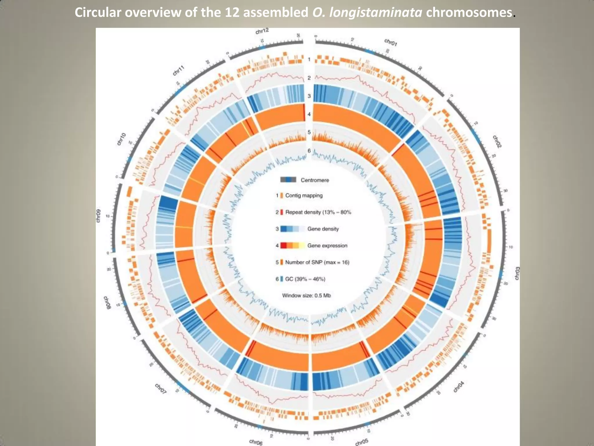 Circular overview of the 12 assembled O. longistaminata chromosomes.
 
