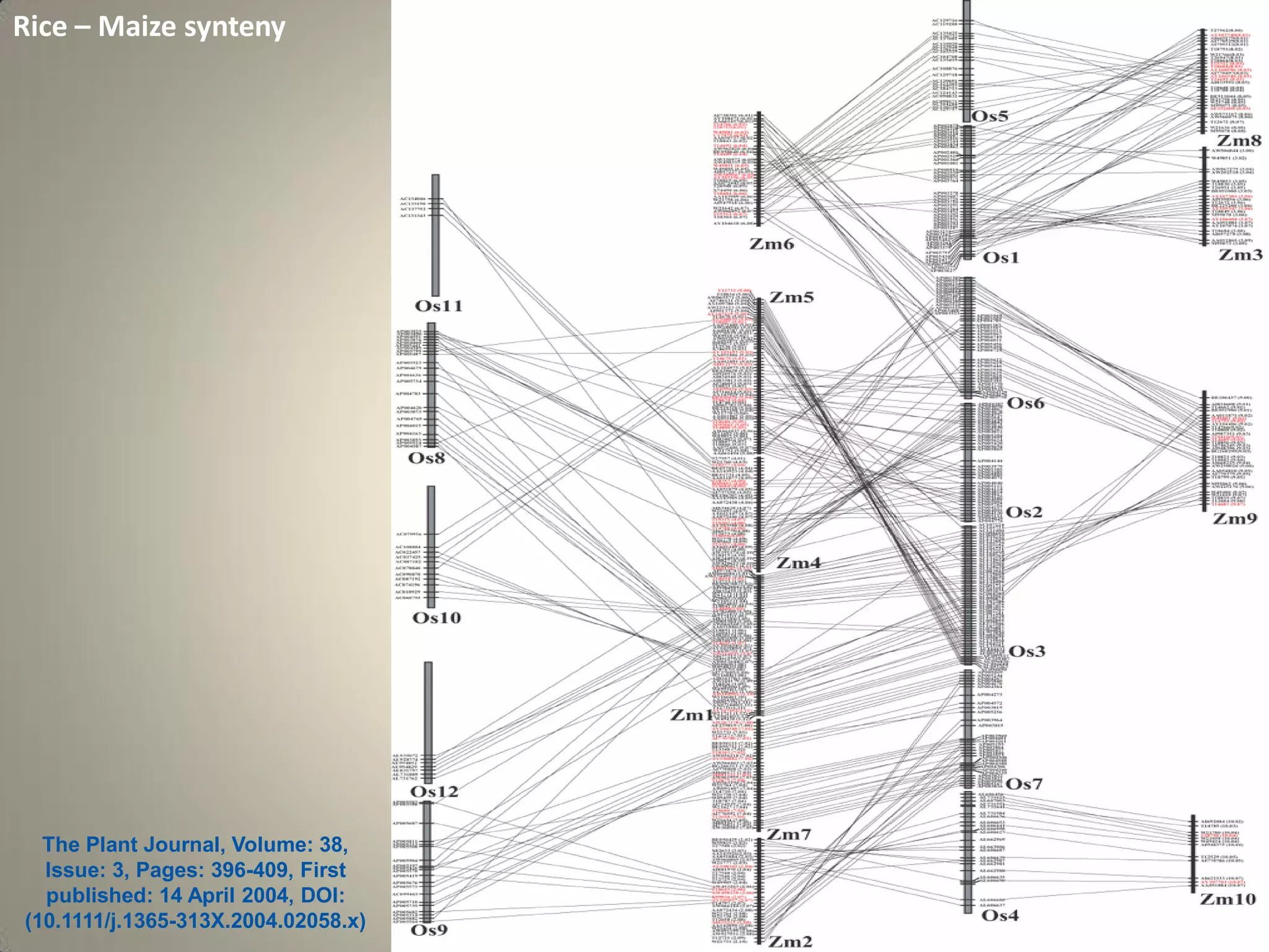 Rice – Maize synteny
The Plant Journal, Volume: 38,
Issue: 3, Pages: 396-409, First
published: 14 April 2004, DOI:
(10.1111/j.1365-313X.2004.02058.x)
 