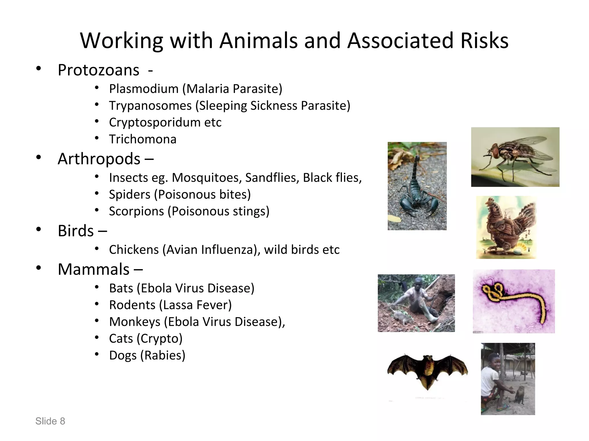 Working with Animals and Associated Risks
• Protozoans -
• Plasmodium (Malaria Parasite)
• Trypanosomes (Sleeping Sickness Parasite)
• Cryptosporidum etc
• Trichomona
• Arthropods –
• Insects eg. Mosquitoes, Sandflies, Black flies,
• Spiders (Poisonous bites)
• Scorpions (Poisonous stings)
• Birds –
• Chickens (Avian Influenza), wild birds etc
• Mammals –
• Bats (Ebola Virus Disease)
• Rodents (Lassa Fever)
• Monkeys (Ebola Virus Disease),
• Cats (Crypto)
• Dogs (Rabies)
Slide 8
 